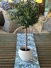 Bec Fing Designs Sage Green Table Runner on table
